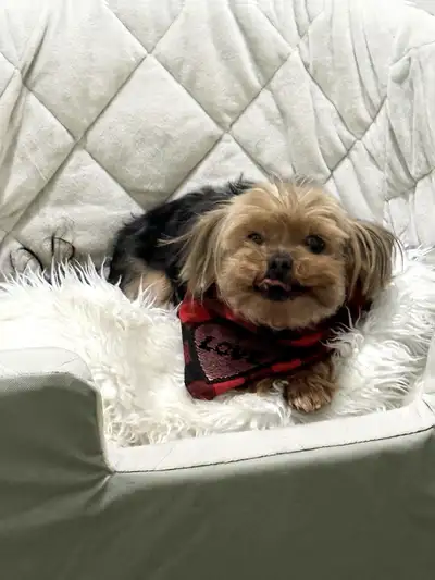 adult female yorkie , View more