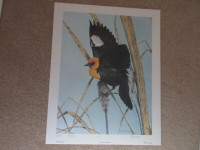 Randy Fehr, Yellow Headed Blackbird, Artists Proof