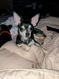 Chihuahua femelle
