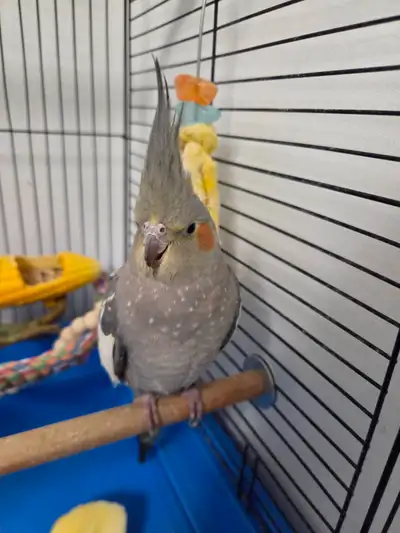 Sweet 2-Year-Old Female Cockatiel with Full Setup, View more
