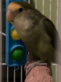 Love bird looking for loving new family. 