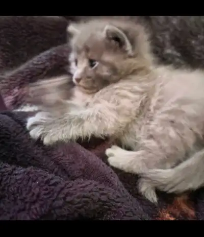 3 chatton 2 Male 1 female trai cute praise pour family Contact aux 438-401-6096