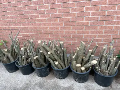 I'm selling dry, clean firewood, perfect for your fireplace or outdoor fire pit. Each bucket is pack...