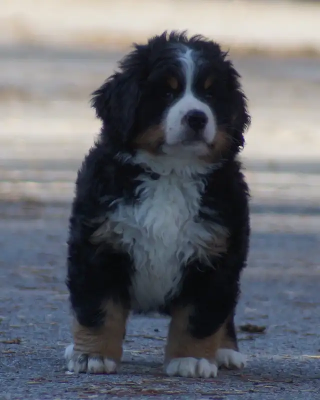 CKC reg. Bernese Mountain Dogs in Dogs & Puppies for Rehoming in Barrie - Image 7