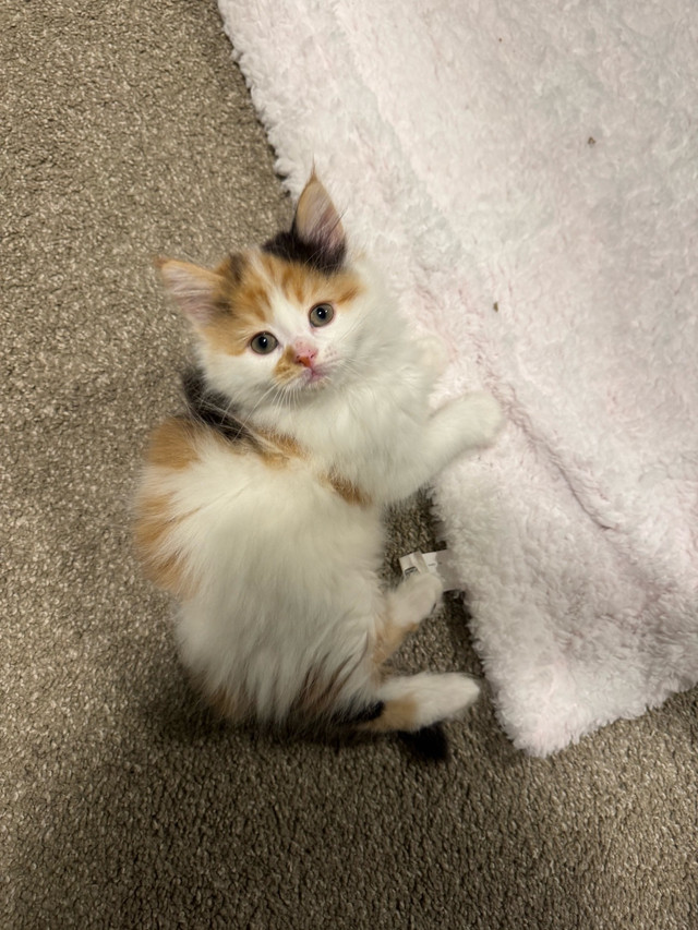Ready to go!!! ONLY 1 left ! Longhair LARGE Mainecoon X Ragdoll in Cats & Kittens for Rehoming in Owen Sound - Image 3