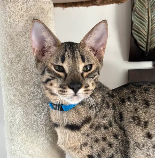 Chaton Savannah F5 mâle (c. bleu marin) in Cats & Kittens for Rehoming in Québec City - Image 2
