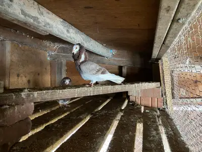 pigeons for sale, View more