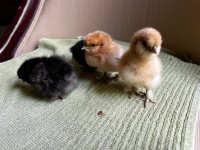 Silkie Chicks. Hatched May 8th