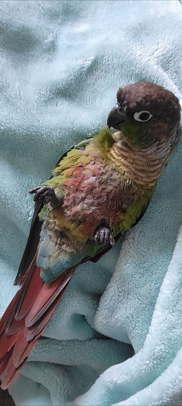 Green cheek conure PENDING Birds for Rehoming Truro Kijiji