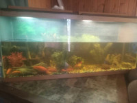 55gal tank plus lots of fish frogs and plecos 