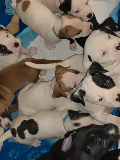 Dogo Argentino/Presa Canario puppies ❤️, View more
