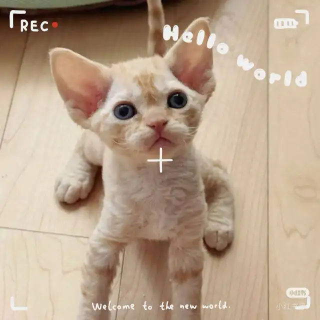 Certified Cattery Devon Rex Kittens For Sale