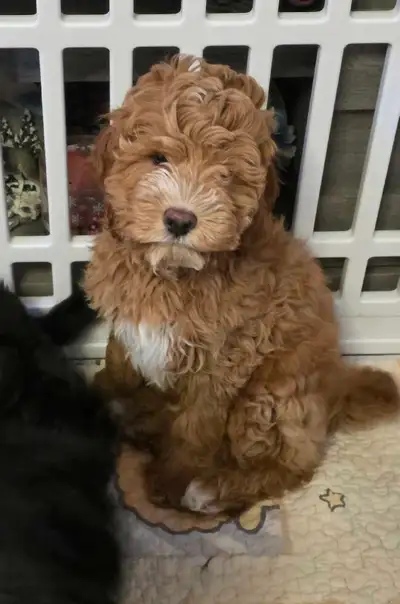 Miniature Cockapoos, View more