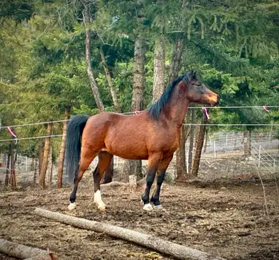 12 Year old Arabian Gelding, View more