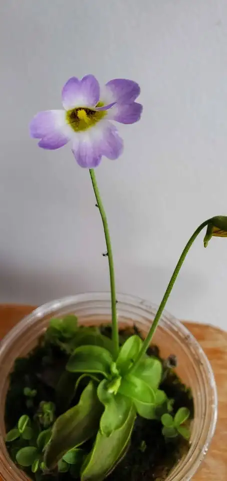 Mature Pinguicula Primuliflora butterwort carnivorous plant in Plants, Fertilizer & Soil in City of Toronto - Image 2