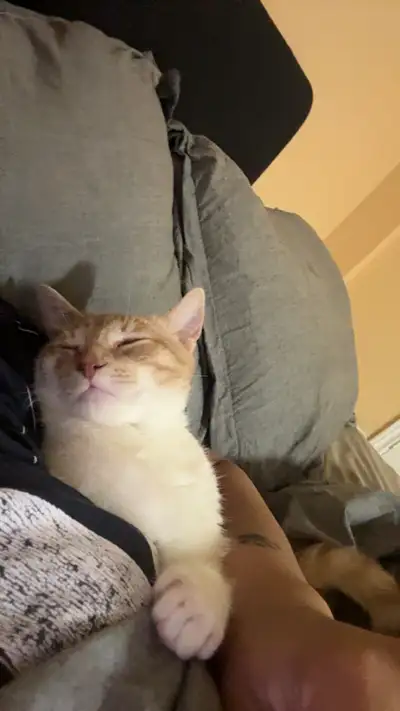 Moving so have to rehome sadly 5 month old kitty, View more