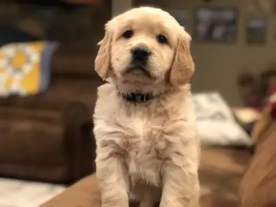 Golden Retriever Puppies!, View more