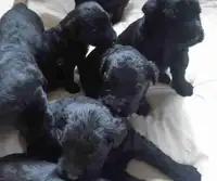 Giant Shnauzer Puppies for Rehoming
