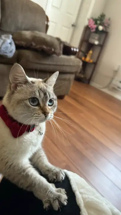 For Sale – Siamese Mix Kitten (Born April 2024), View more