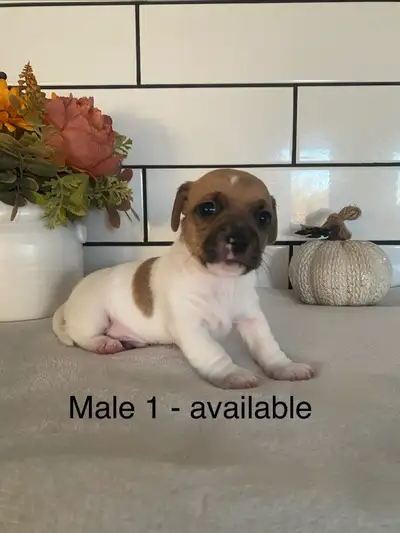 Jack Russell Puppies- 2 female & 2 male - all available!, View more