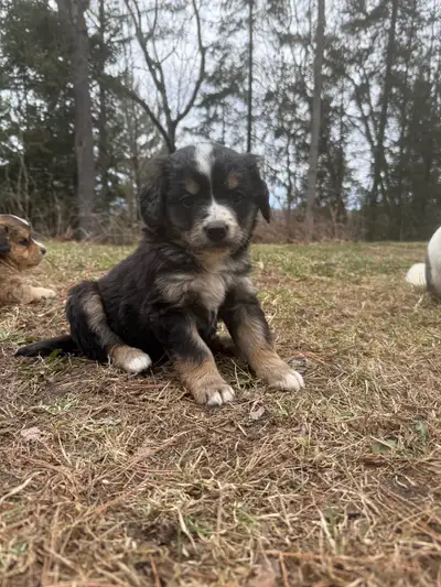 Petits chiots Bouvier Bernois X Golden Retriver x Épagneul Pas trop gros pas trop petit juste parfai...