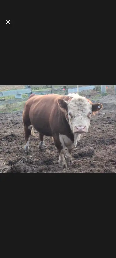 mini Hereford bull , View more