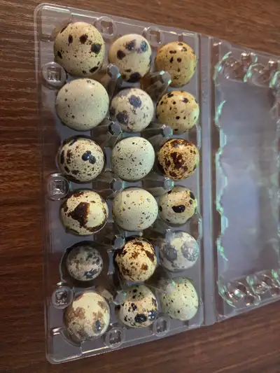 Oeufs de cailles fécondé Boite de 18 Oeufs 10$ De st jean de matha