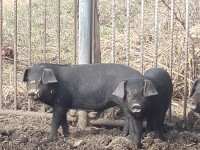 Meishan pigs