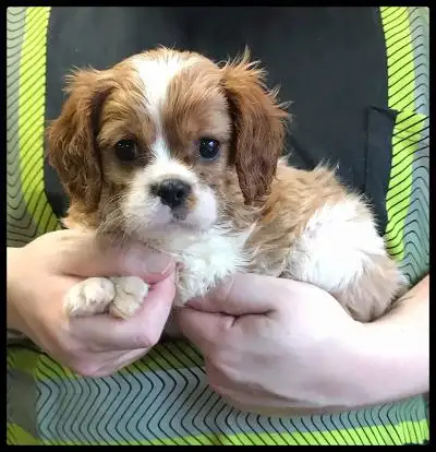 CAVALIER KING CHARLES PUPPIES, View more