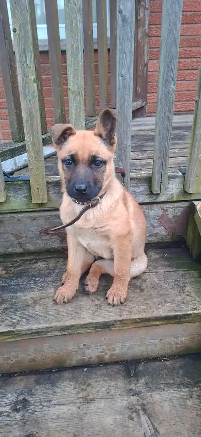 German shepherd puppy 11weeks, View more