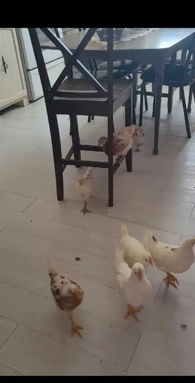 7 Poussins de poules pondeuses âgés 7semaines Doivent partir ensemble