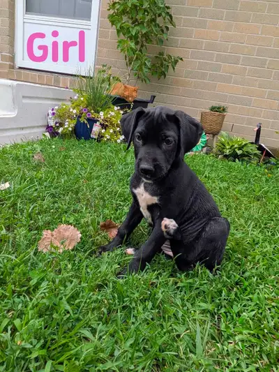 American Bulldog Mix, View more