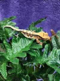 Lilly white crested gecko