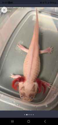 Male axolotl 