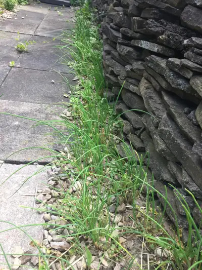 $3 per a bunch Why are chives considered a treasure chest of vitamins? Chives are valuable for our h...