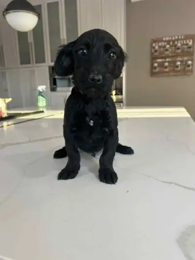 poo-chi puppies, View more