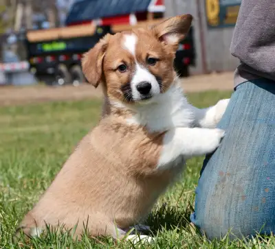 Huggable, Loveable Pembroke Welsh Corgis are the perfect addition to a family! Super lovable, easy-g...