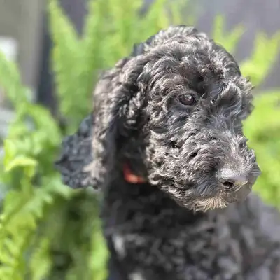 Goldendoodle Puppies, View more