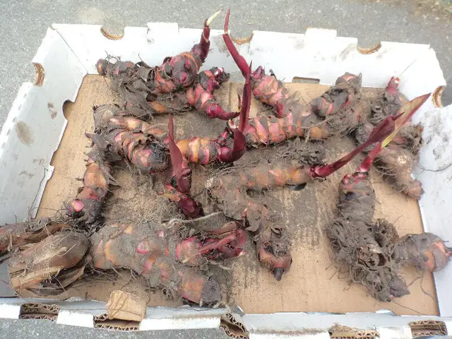 Canna Lily Bulbs in Plants, Fertilizer & Soil in City of Toronto - Image 4