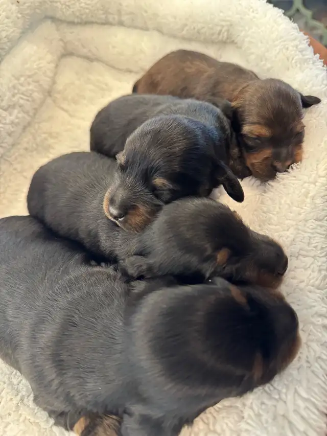CKC Reg'd Mini Long Haired Dachshund Puppies in Dogs & Puppies for Rehoming in Norfolk County - Image 7