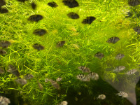 aquarium plants - guppy grass