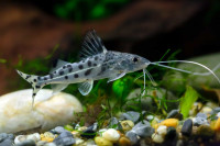pictus catfish avaliable at TT pets