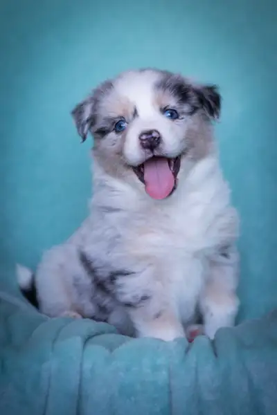 CKC Australian Shepherd Puppies, View more