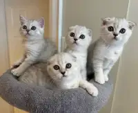 ❤️❤️Amazing British Scottish shorthair kittens available 