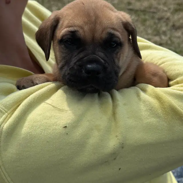 English bull dogs in Dogs & Puppies for Rehoming in Edmonton - Image 5