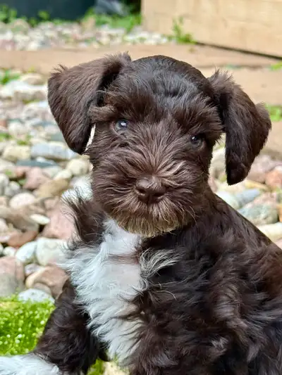 Femelle liver réserver à Nathalie Chiots Schnauzer Nain Mini à Réserver – Qualité Supérieure Prêt à...