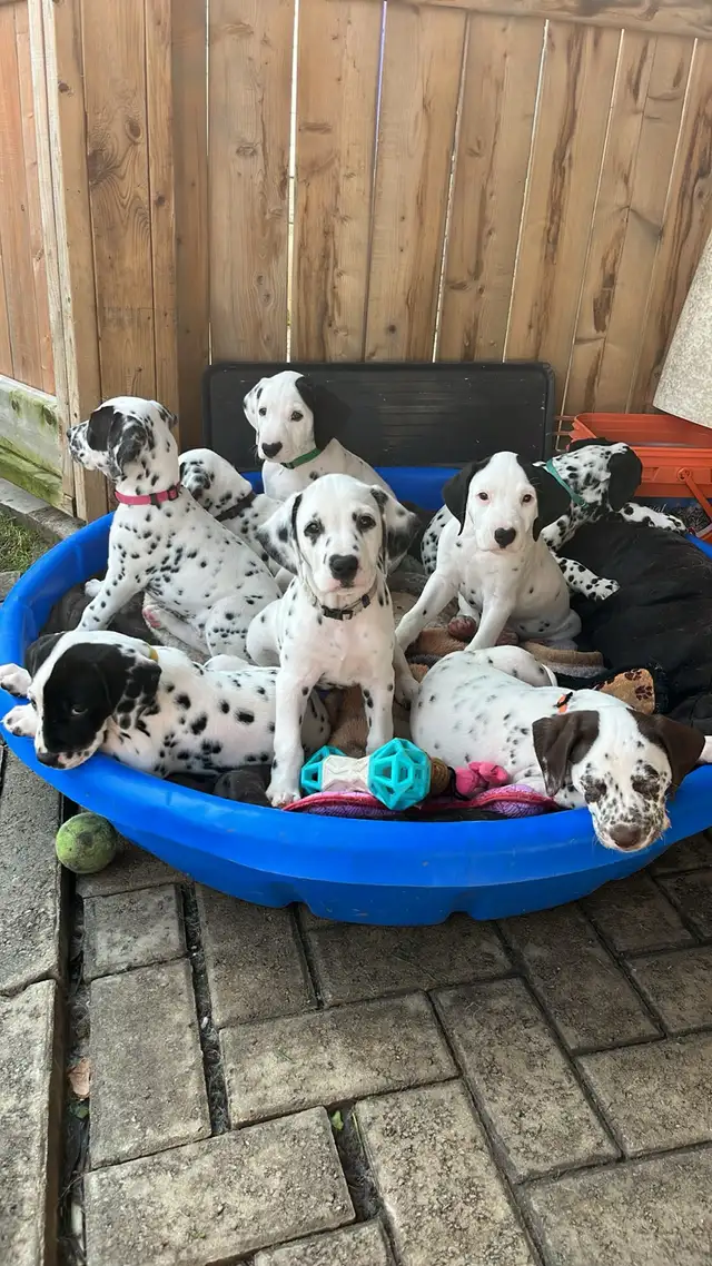 Dalmatien chiots / Dalmatian puppies in Dogs & Puppies for Rehoming in Ottawa - Image 11