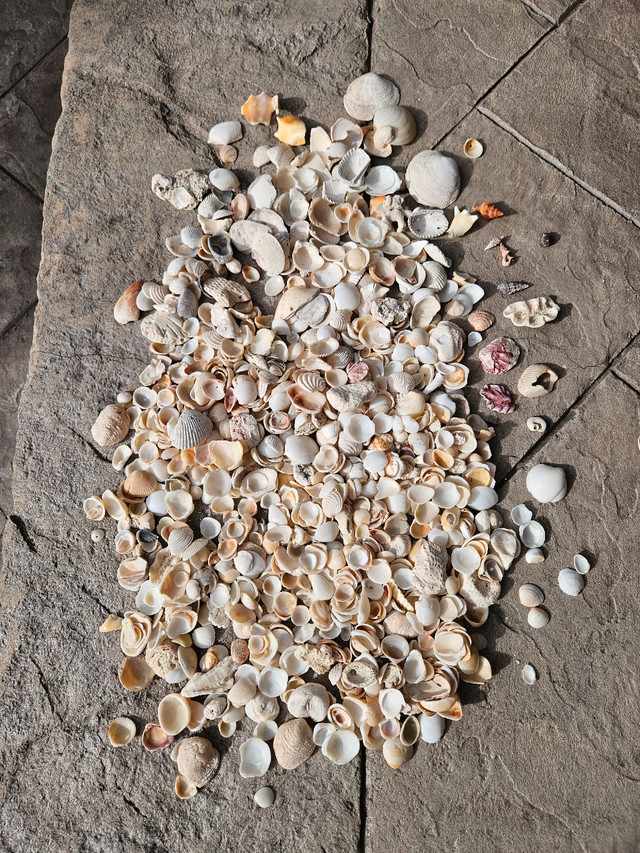 Sea Shells in Hobbies & Crafts in Mississauga / Peel Region - Image 2