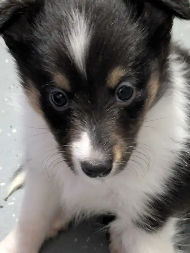 Shetland mini miniature 15 livres in Dogs & Puppies for Rehoming in West Island - Image 4