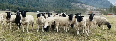 Dorper, Dorper X Ram Lamb, Ewe Lambs Sheep, View more